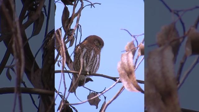 Chuncho (Glaucidium nana) ... entendiendo