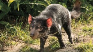 Тасманийский дьявол