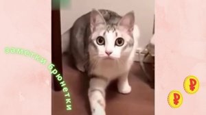 Говорящий Кот гопник