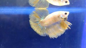 петушок желтый супер дельта