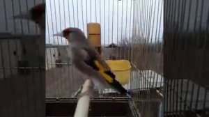 щегол голосом  (овози саба)