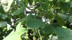 Огурец-корнишон букетного типа завязей Сибирская гирлянда F1