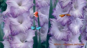 Гладиолус крупноцветковый Видео (gladiolus) ? Видео обзор: как сажать, луковицы гладиолуса Видео