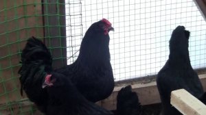 Русская чёрная бородатая (Галан) 2