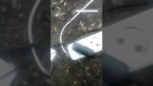 Добыча червей с помощью электричества.