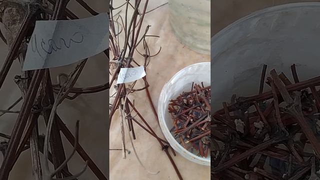 Весеннее размножение клематисов от прошлогодних лоз смотреть онлайн