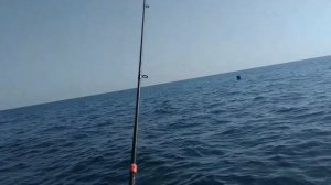 Рыбалка  луфаря