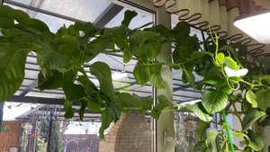 Passiflora Quadrangularis пассифлора квадрангуларис