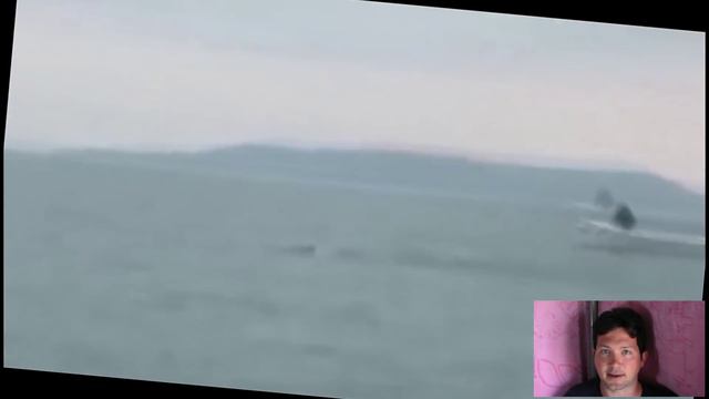 10 Creature Fantastiche che potrebbero essere reali - Top Ten mistery creatures that maybe exsist смотреть онлайн