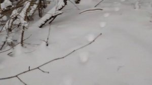 Следы рыси появились в лесу !