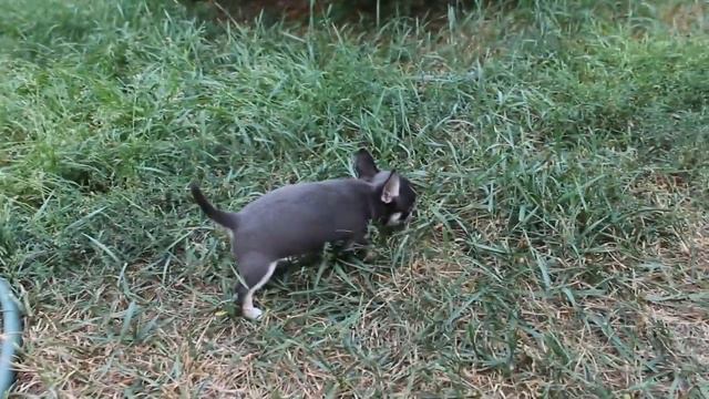 Фэнтези Стайл Голубка..и чау нос) смотреть онлайн