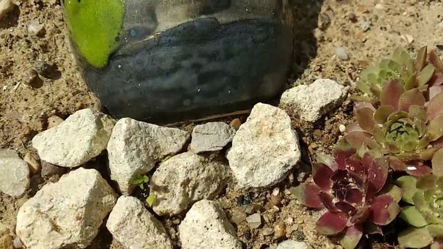 Садик семпервивумов радует глаз смотреть онлайн