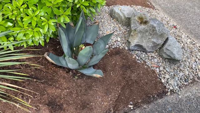 Massacring an Agave to try and save it. смотреть онлайн