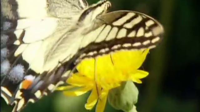 Майорка. Золотой глобус - 50 смотреть онлайн