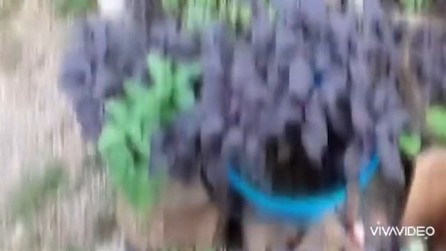 Абхазия. Частный сектор. смотреть онлайн