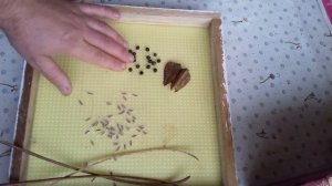 Катальпа. Кельрейтерия. Семена медоносов.