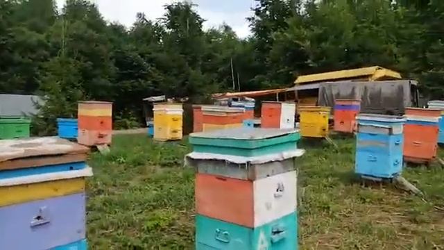 ЛИПОВЫЙ КАЧЕСТВЕННЫЙ МЁД ИЗ БАШКИРИИ. ПРОДАМ МЁД БАШКИРСКИЙ.