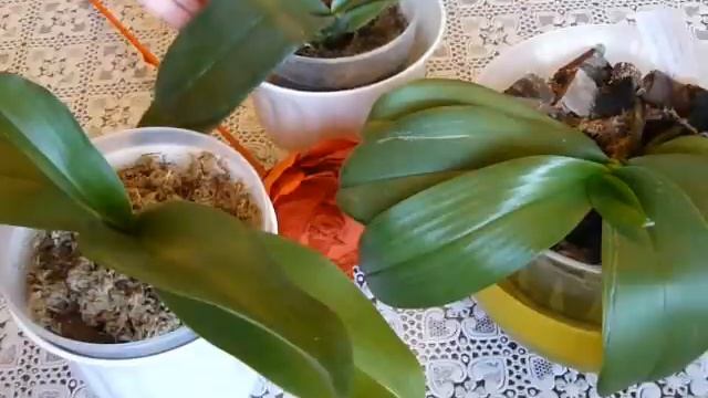 ✅ Что делать если у орхидеи повяли листья на солнце? смотреть онлайн