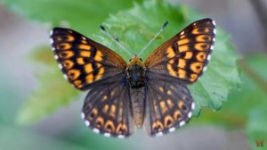 Люцина (Hamearis lucina)