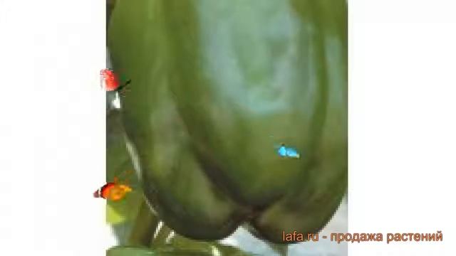 Перец сладкий Зеленое чудо (zelenoe-chudo) ? обзор: как сажать, семена перца Зеленое чудо