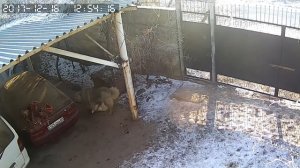 Драка бойцов бультерьер против кавказской Kavazian shepherd dog against the bull terrier 斗牛犬对 1