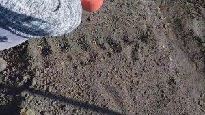 КАК И КОГДА ВЫСАЖИВАТЬ ЧЕСНОК, посадка чеснока осенью под зиму, вырастают большие головки чеснока