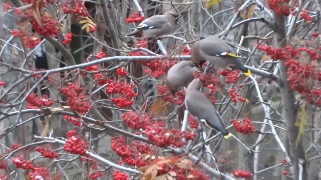 пожиратели рябины смотреть онлайн