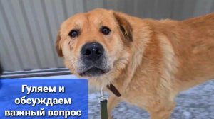 Персик повеселел?! У нас проблема
