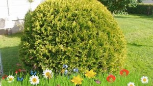 Туя западная Голден Глоб ? Обзор: посадка и уход. крупномеры, саженцы туи: описание и особенности