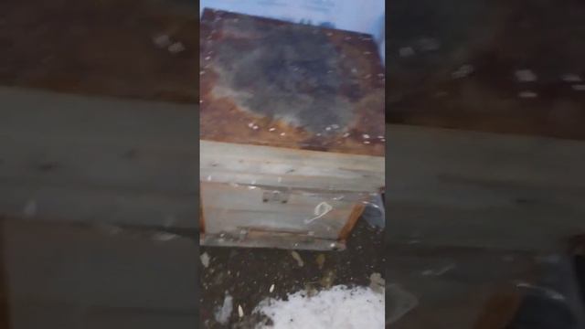 Пчёлки живущие в сильный мороз. смотреть онлайн