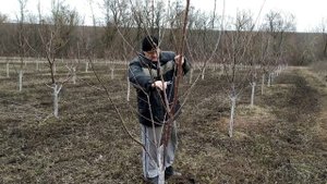 Обрезка черешни.