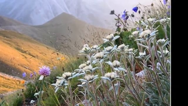 ЭДЕЛЬВЕЙС - " СЕРЕБРЯННАЯ ЗВЕЗДА "- ЦВЕТОК ГОР. Легенда. смотреть онлайн