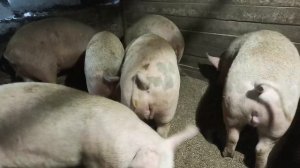 Экстремальное свиноводство. День 8