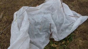 Обрезка саженца винограда. Вторая осень