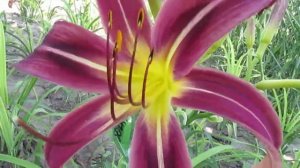 Блэк Эрроухэд. Лилейник спайдер.