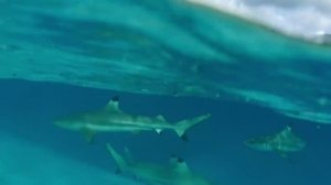 Nando Fortunato # The Feeling # Costa Mee Remix #.mp4