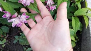 #дейция #розовая / Дейция гибридная Строуберри Филдс (лат. deutzia hybridum Strawberry Fields)