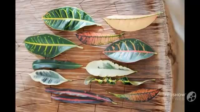 Цветы Кодиеум (Codiaeum flower)