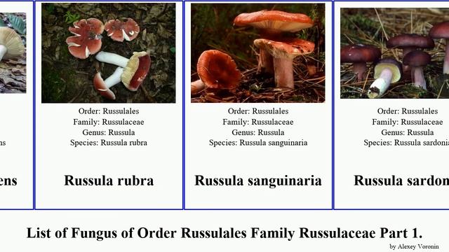 List of Fungus of Order Russulales Family Russulaceae Part 4. subsect minor solaris swamp nana смотреть онлайн