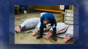 Самый дорогой голубой тунец года