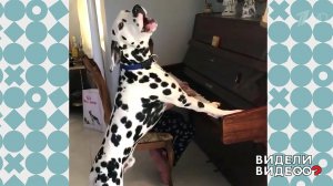 Поющий далматин. Видели видео? Фрагмент выпуска от 25.08.2019