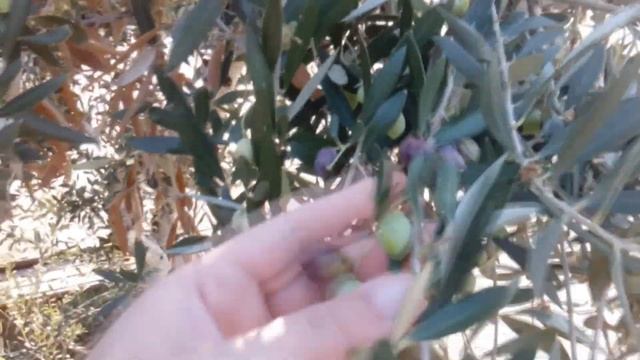 КАК РАСТЁТ ОЛИВКОВОЕ ДЕРЕВО смотреть онлайн