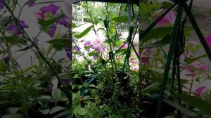 Калистегия обзор на балконе 2017г