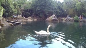 Гуси-Лебеди ныряют Воронцовский дворец Парк Алупка Крым