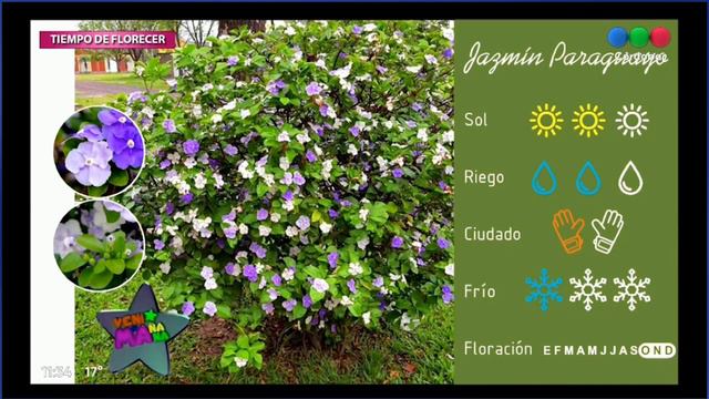 Jardinería || Jazmin: Variedades, cuidados, origen y mucho más смотреть онлайн