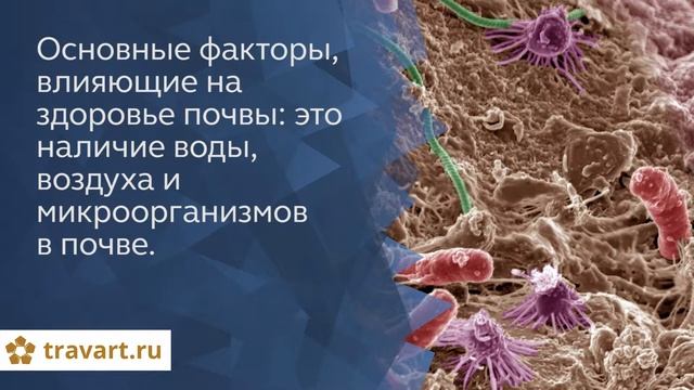 Польза дождевых червей. Как повысить плодородие почвы. ТРАВАРТ 2705 смотреть онлайн