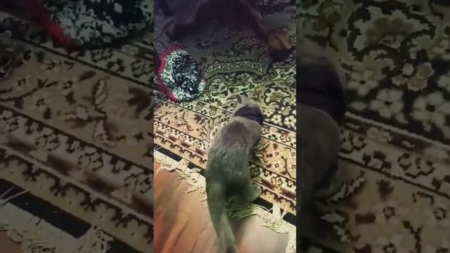 ??Хозяйские Вонючие Носки??