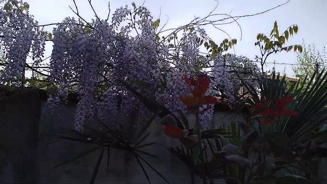 Цветение глицинии! Glicine in fiore!