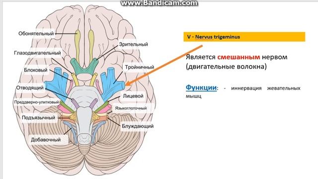 Лекция№1. ЧМН (Введение)Неврология и нейрохирургия. Курс лекций.
