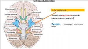 Лекция№1. ЧМН (Введение)Неврология и нейрохирургия. Курс лекций.